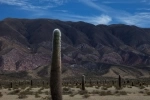 Parque Nacional Los Cardones, Parques Nacionais, Argentina, Salta.  Payogasta - ARGENTINA