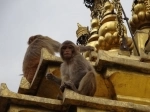 Swayambhunath, Kathmandu, Nepal. O templo dos macacos. Guia de atrações em Catmandu, Nepal.   - Nepal