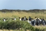 Parque Nacional Isla Magdalena, Punta Arenas, passeio, excursão.  Punta Arenas - CHILE