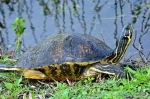 Everglades National Park, é um Patrimônio Mundial e está localizado no canto sudeste dos Estados Unidos, no estado da Flórida..  Miami, FL - ESTADOS UNIDOS