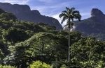 Parque Nacional e Floresta da Tijuca, Rio de Janeiro - Brasil.  Rio de Janeiro - BRASIL