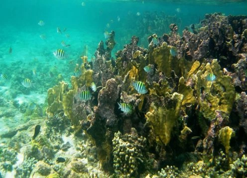 Corales del Rosario e Parque Natural Marinho Nacional de San Bernardo