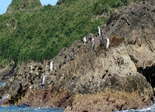 Pinguim Puñihuil, Ancud