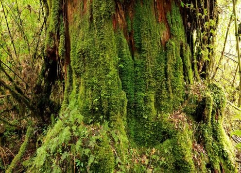 Parque Nacional de Pumaln, Palena