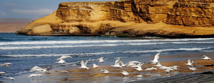 A Reserva Nacional de Paracas foi criada com o objetivo de conservar os ecossistemas do mar e do deserto do Peru. Paracas, PERU