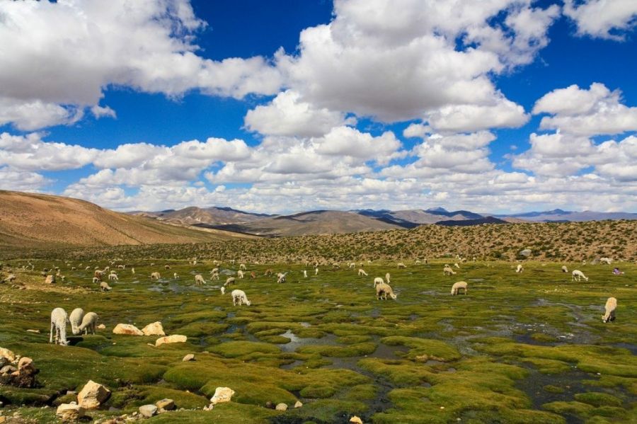 Reserva Nacional de Ulla Ulla La Paz, Bolívia