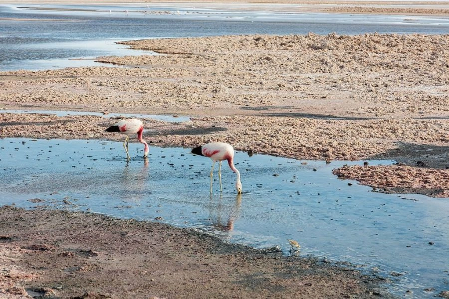 San Pedro de Atacama,  CHILE