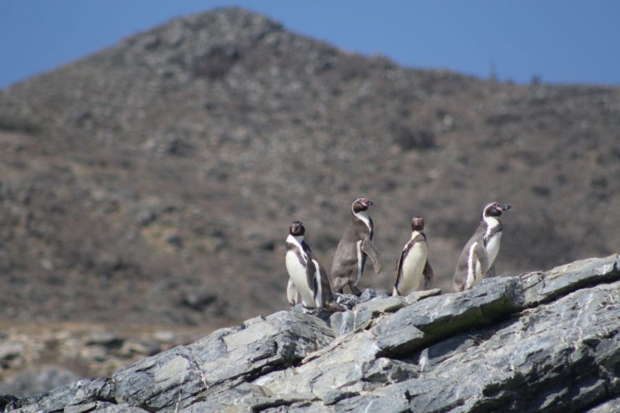 Reserva Nacional Humboldt Penguin La Serena, CHILE