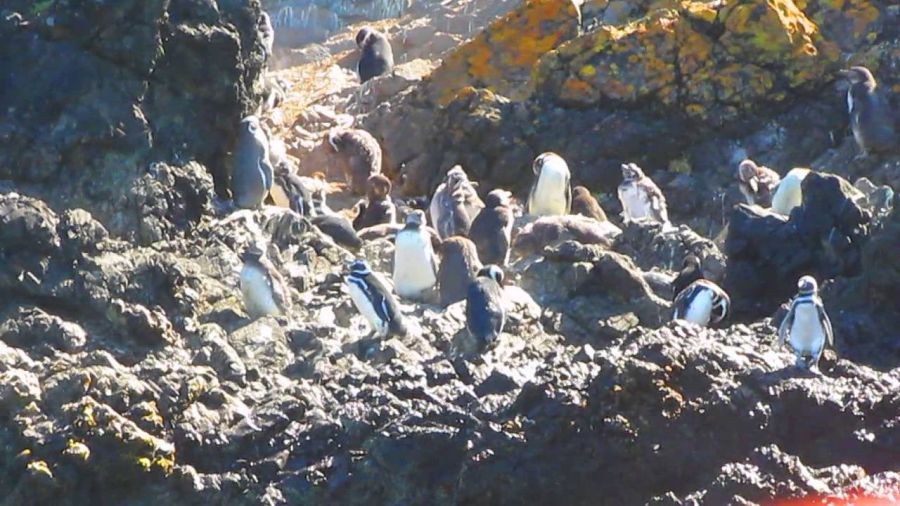 Ping�ineras Pu�ihuil, Ancud, Reserva Nacional, Tour, Chiloe Ancud, CHILE