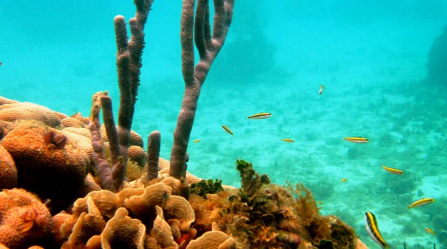 Corales del Rosario e Parque Natural Marinho Nacional de San Bernardo Cartagena das Índias, Colômbia