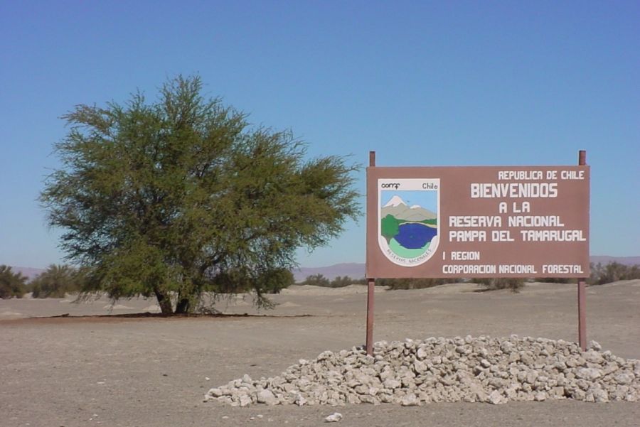 Reserva Nacional Pampa del Tamarugal, Atacama Iquique, CHILE