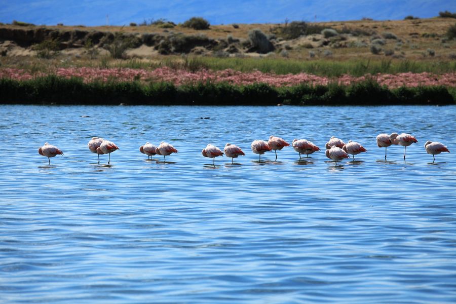 Reserva Natural de Laguna Nimez El Calafate, ARGENTINA