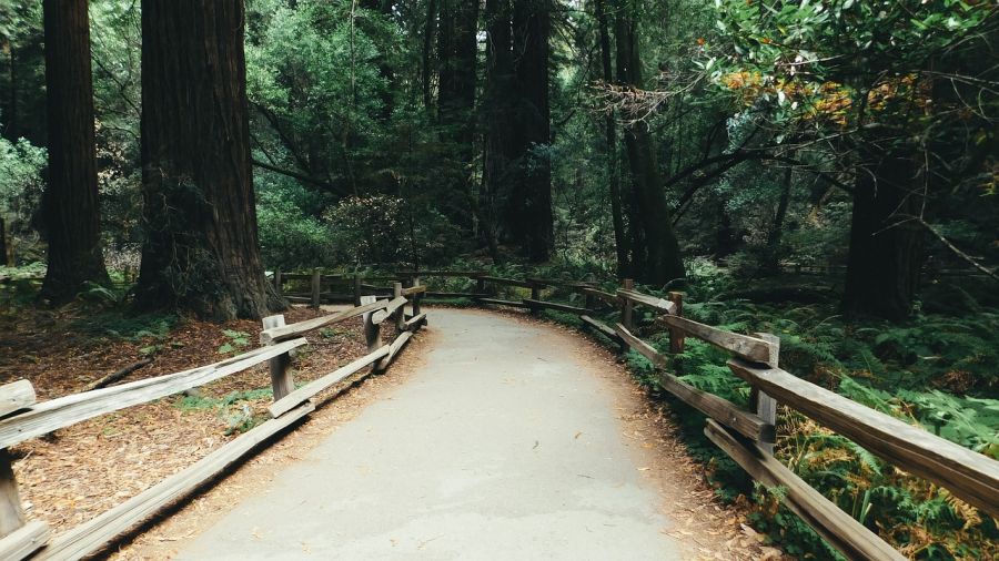 Monumento Nacional Florestas de Muir San Francisco, CA, ESTADOS UNIDOS