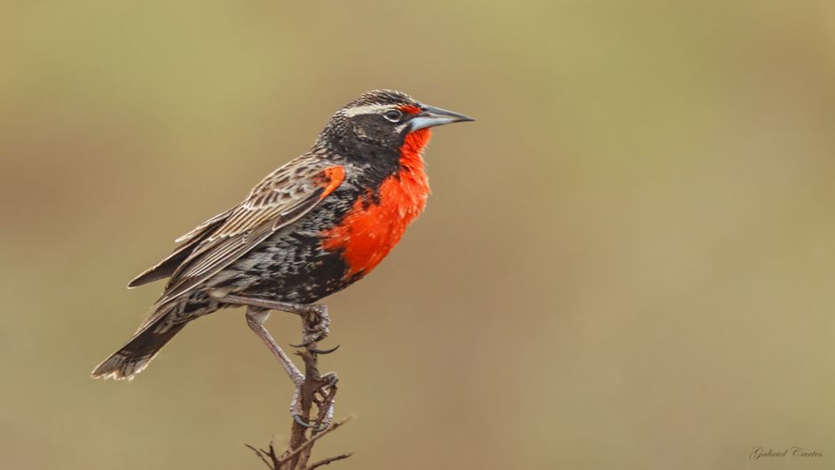 loiça peruana, Guia de Fauna. RutaChile.   - CHILE