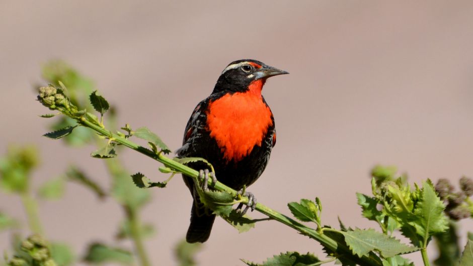 loiça peruana, Guia de Fauna. RutaChile.   - 