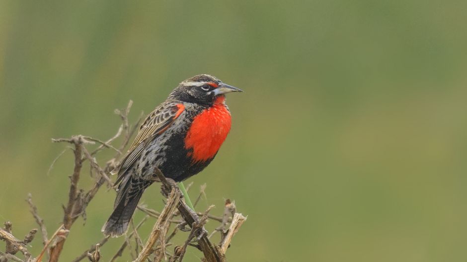 loiça peruana, Guia de Fauna. RutaChile.   - 