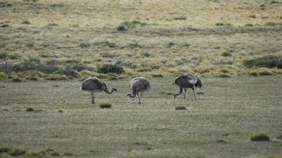 Magellan Nandu, Guia de Fauna. RutaChile.   - 