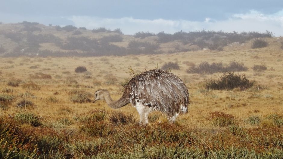 Magellan Nandu, Guia de Fauna. RutaChile.   - 