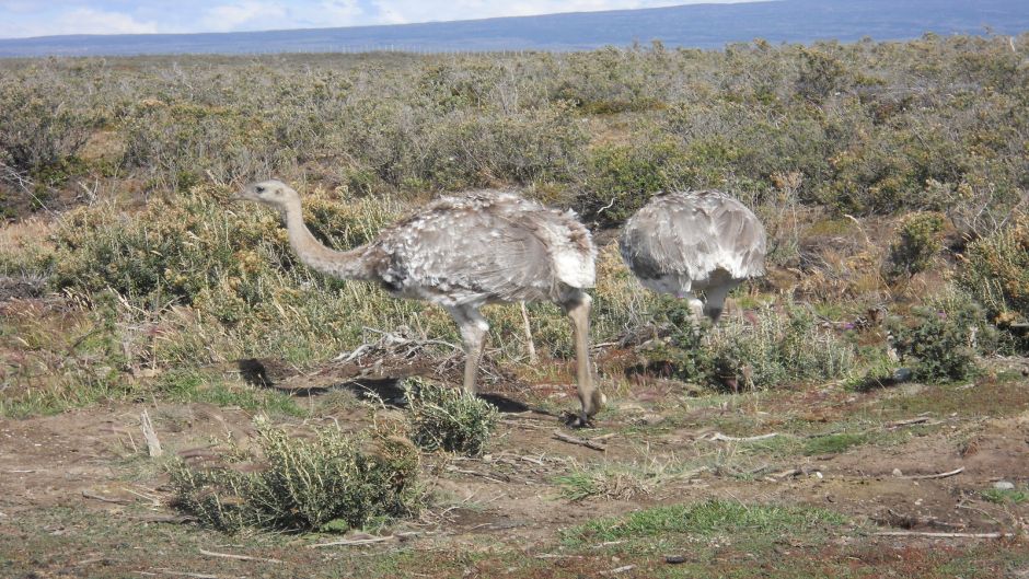 Magellan Nandu, Guia de Fauna. RutaChile.   - 