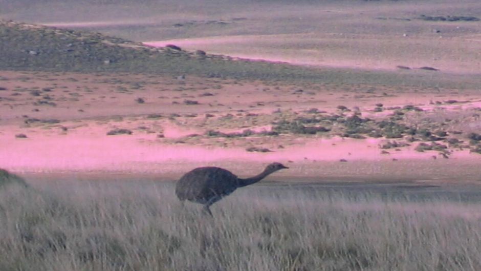 Magellan Nandu, Guia de Fauna. RutaChile.   - 