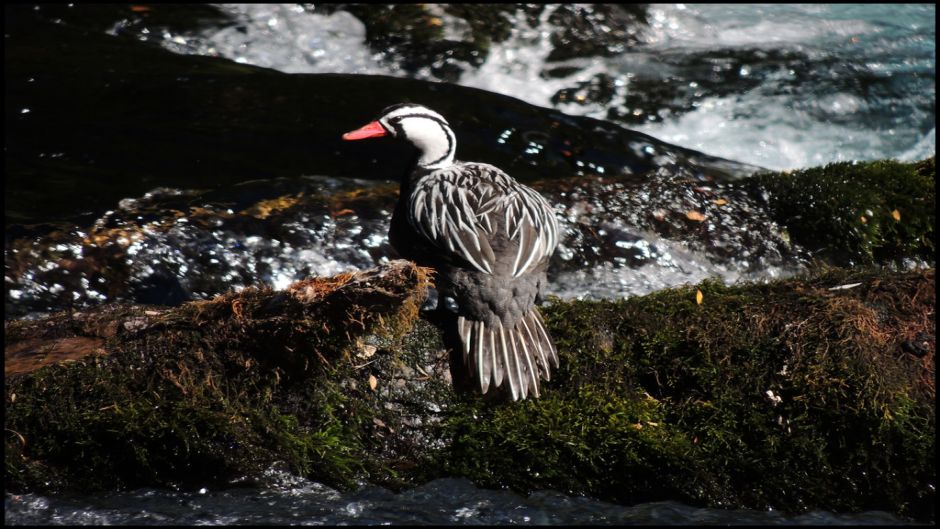 Cutoffs Pato, Guia de Fauna. RutaChile.   - Uruguai