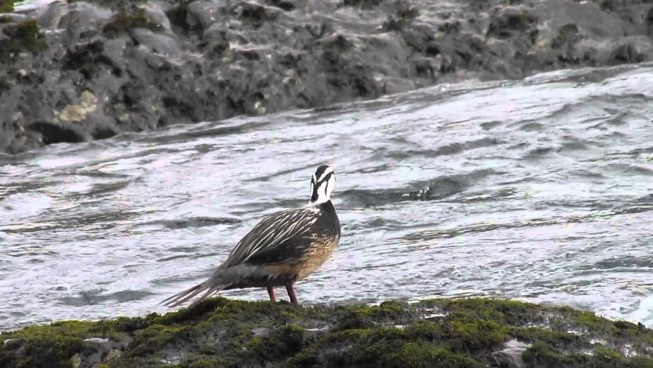 Cutoffs Pato, Guia de Fauna. RutaChile.   - 