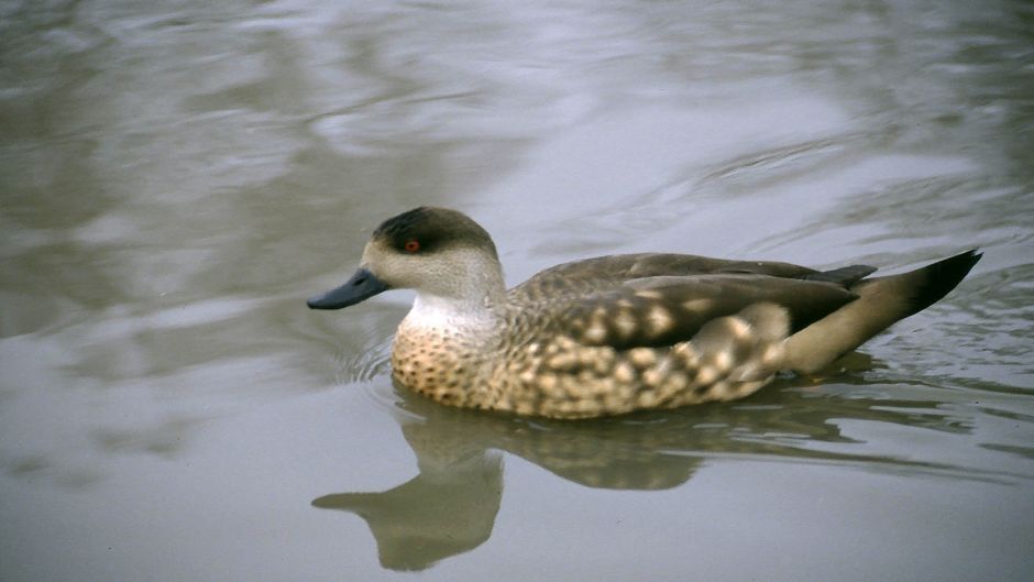 pato Juarjual, Guia de Fauna. RutaChile.   - 