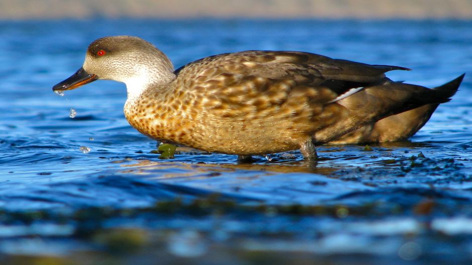 pato Juarjual, Guia de Fauna. RutaChile.   - 