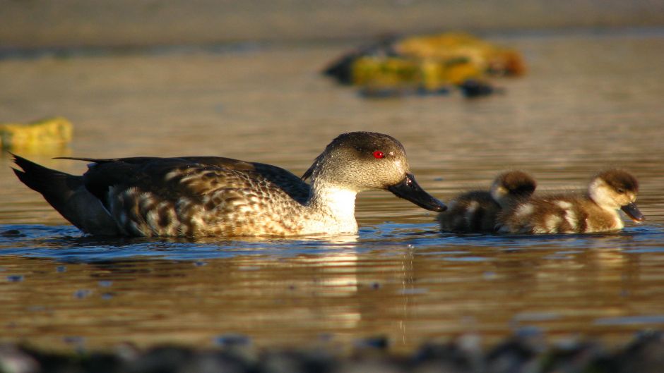 pato Juarjual, Guia de Fauna. RutaChile.   - 