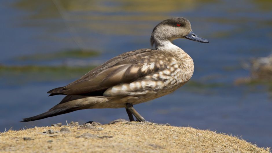 pato Juarjual, Guia de Fauna. RutaChile.   - 