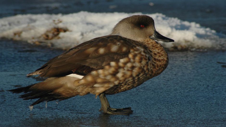 pato Juarjual, Guia de Fauna. RutaChile.   - 