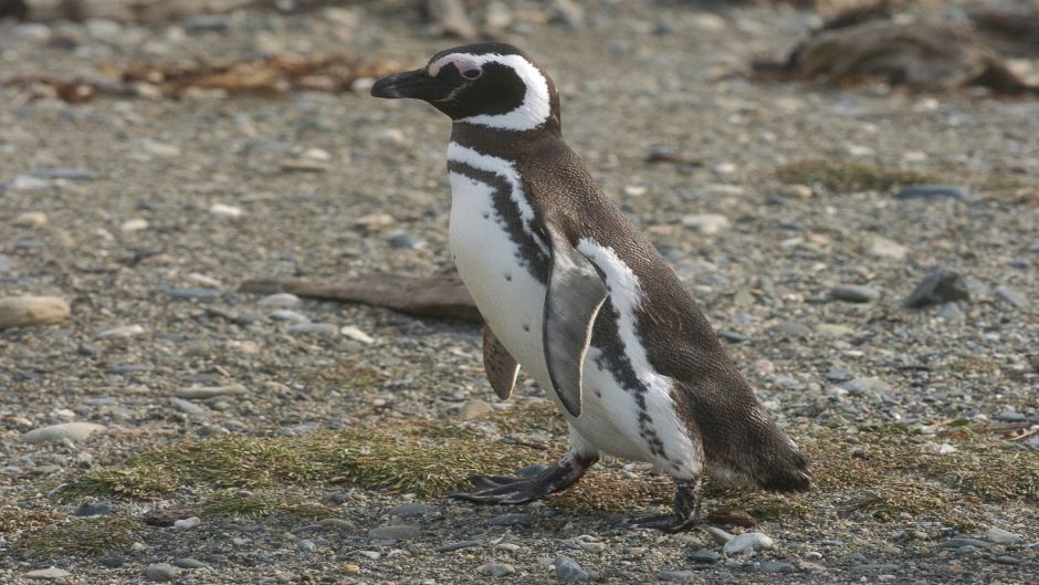 Pingüim de Magalhães, Guia de Fauna. RutaChile.   - PERU