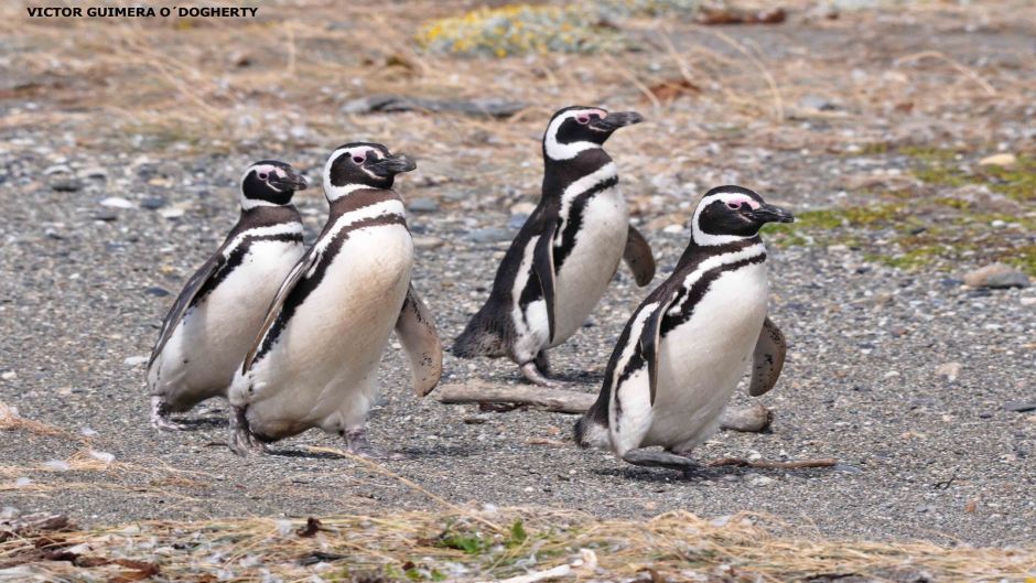 Pingüim de Magalhães, Guia de Fauna. RutaChile.   - 