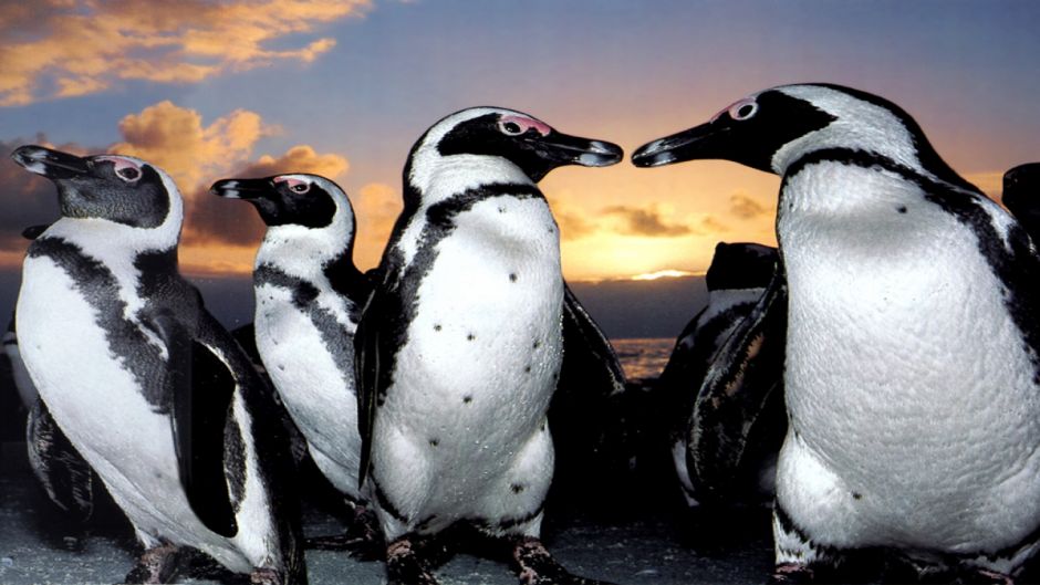 Pingüim de Magalhães, Guia de Fauna. RutaChile.   - CHILE