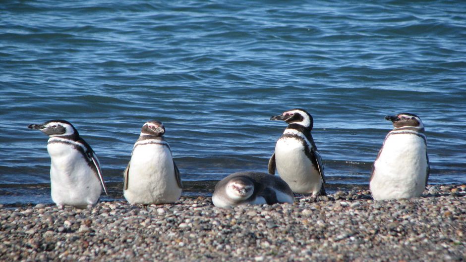 Pingüim de Magalhães, Guia de Fauna. RutaChile.   - 