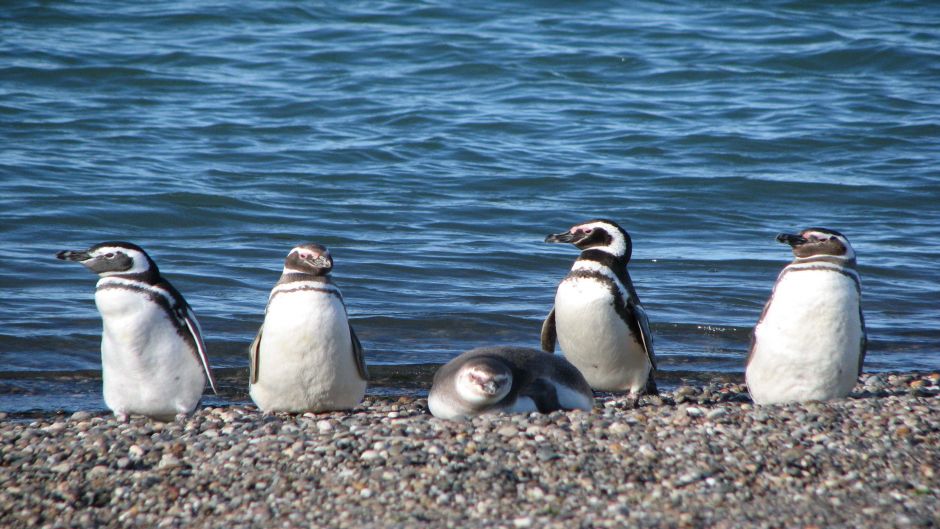 Pingüim de Magalhães, Guia de Fauna. RutaChile.   - PERU