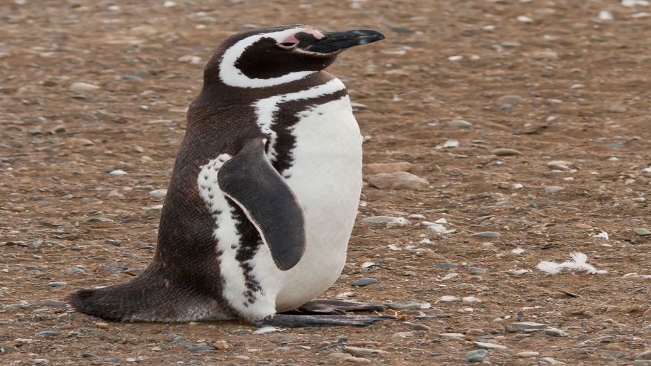 Pingüim de Magalhães, Guia de Fauna. RutaChile.   - CHILE