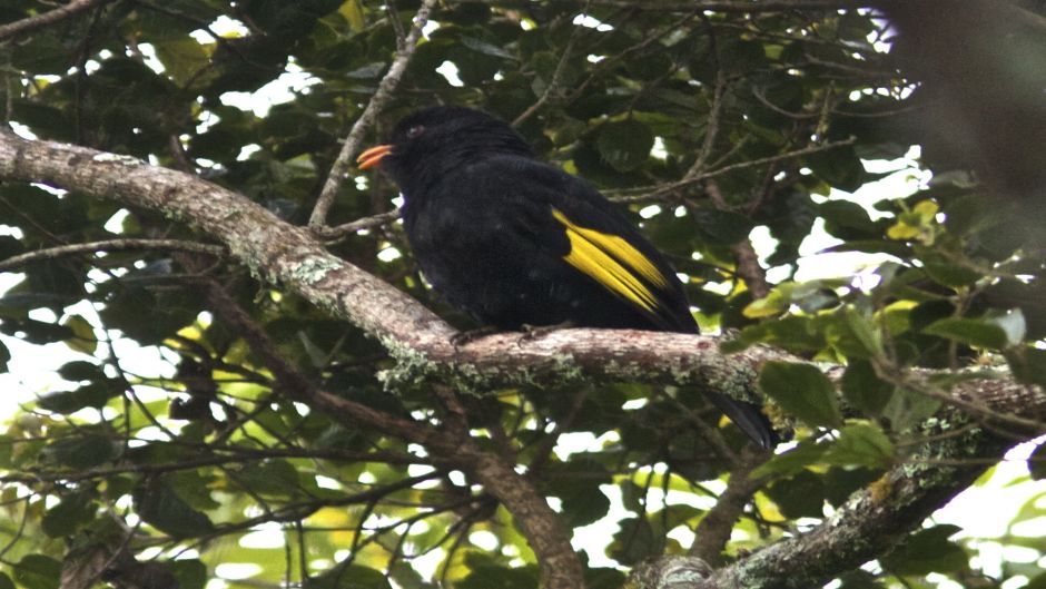 Preto Cotinga (Tijuca atra) é uma espécie de ave da família Cotingi.   - 
