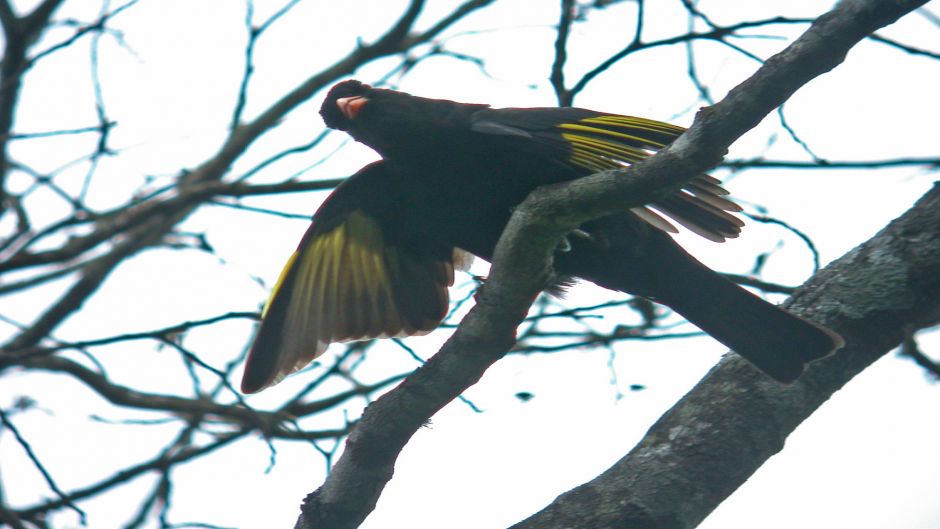 Preto Cotinga (Tijuca atra) é uma espécie de ave da família Cotingi.   - 