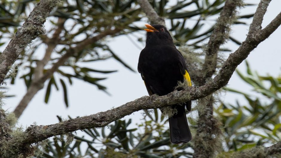 Preto Cotinga (Tijuca atra) é uma espécie de ave da família Cotingi.   - 