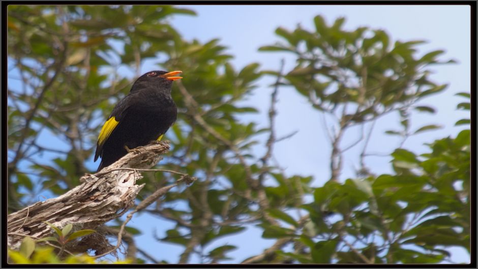 Preto Cotinga (Tijuca atra) é uma espécie de ave da família Cotingi.   - 