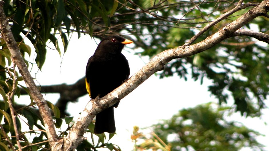 Preto Cotinga (Tijuca atra) é uma espécie de ave da família Cotingi.   - 