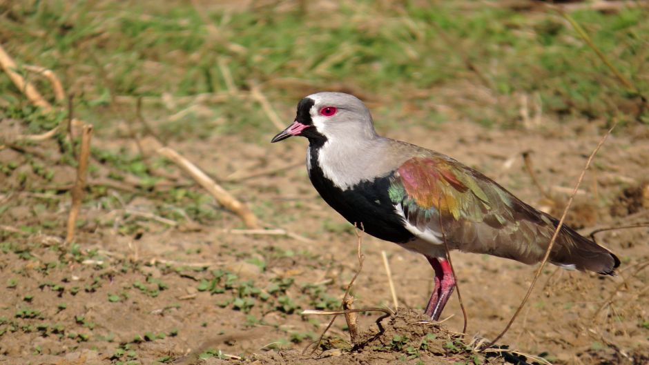 Queltehue, Guia de Fauna. RutaChile.   - PARAGUAI