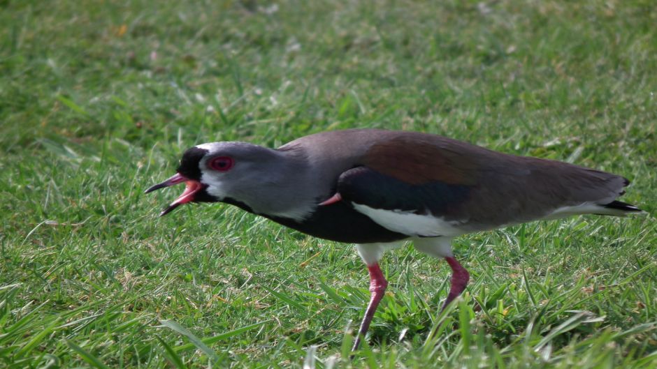 Queltehue, Guia de Fauna. RutaChile.   - PARAGUAI