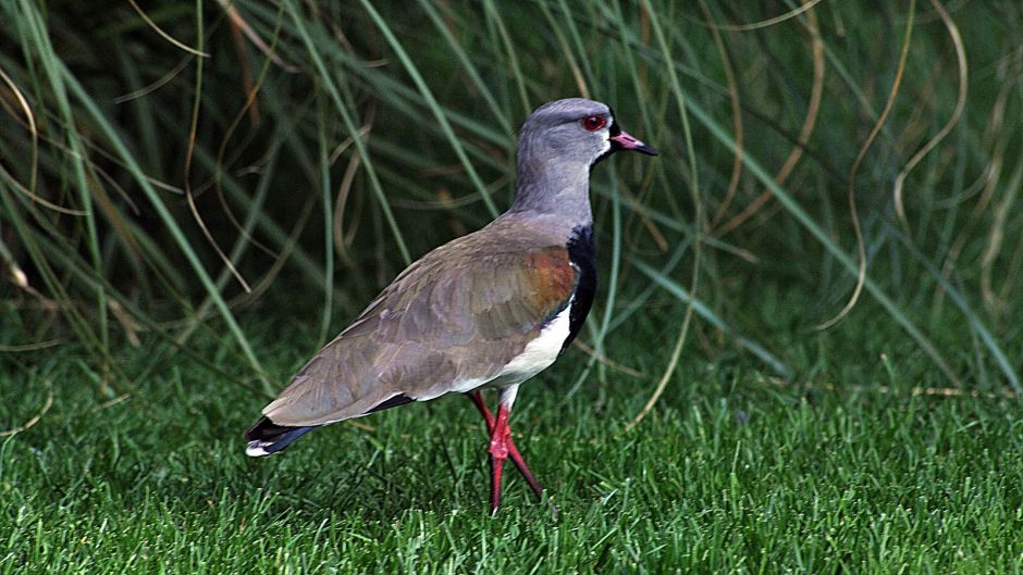 Queltehue, Guia de Fauna. RutaChile.   - Bolvia