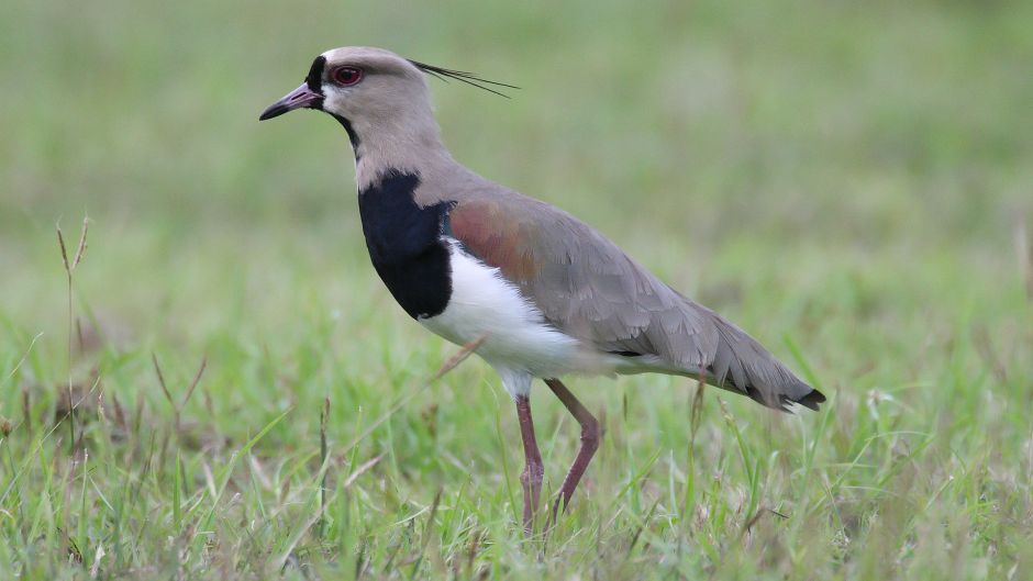 Queltehue, Guia de Fauna. RutaChile.   - Bolvia