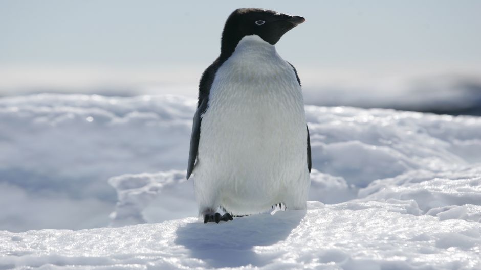 Pinguim Adelaide, Guia de Fauna. RutaChile.   - ARGENTINA