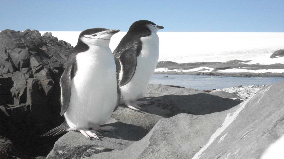 Pinguim Adelaide, Guia de Fauna. RutaChile.   - CHILE