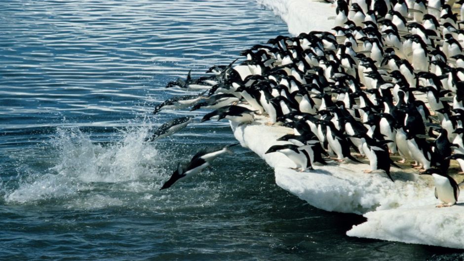 Pinguim Adelaide, Guia de Fauna. RutaChile.   - CHILE