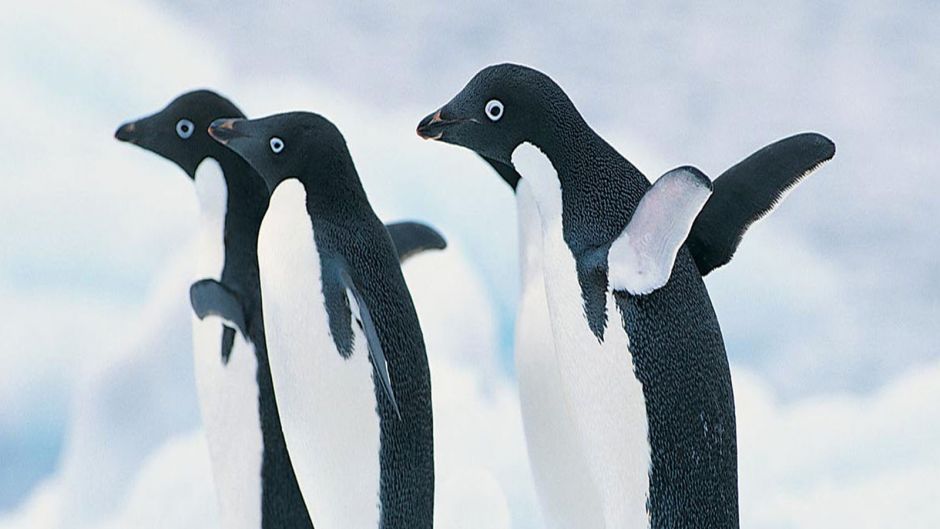 Pinguim Adelaide, Guia de Fauna. RutaChile.   - 